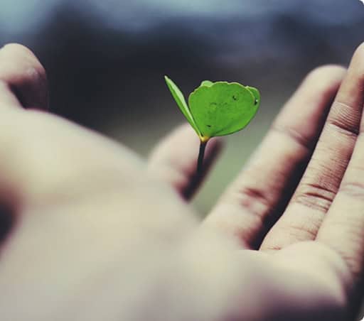 Closeup of a hand holding a green plant leaf.