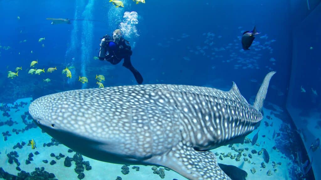 Scuba Diver with whale shark at the Georgia Aquarium in Atlanta