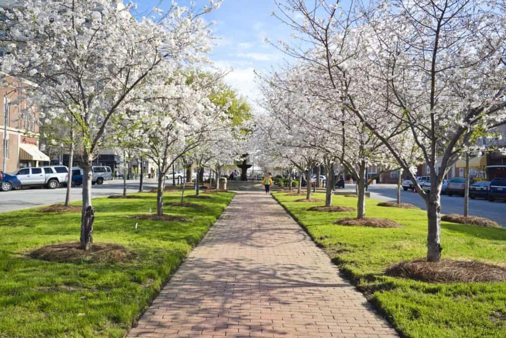Cherry Festival park in Macon Georgia with Cherry Blossoms in bloom